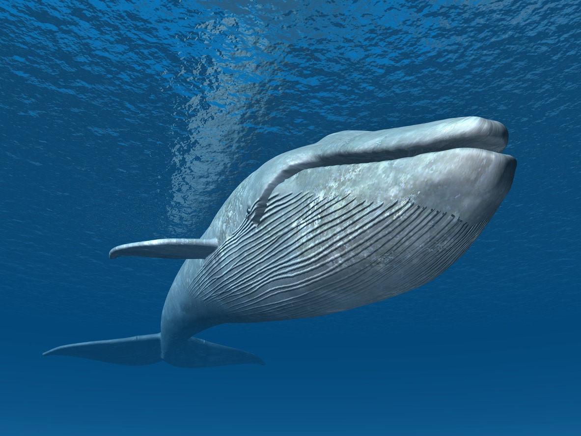 Lire la suite à propos de l’article Méditation avec les baleines