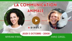 Lire la suite à propos de l’article Echanges avec Myriam à propos de la communication animale
